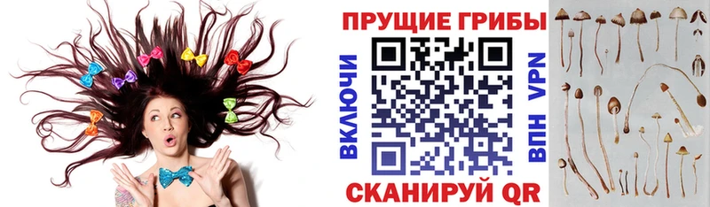 наркошоп  Зубцов  Псилоцибиновые грибы Psilocybe 